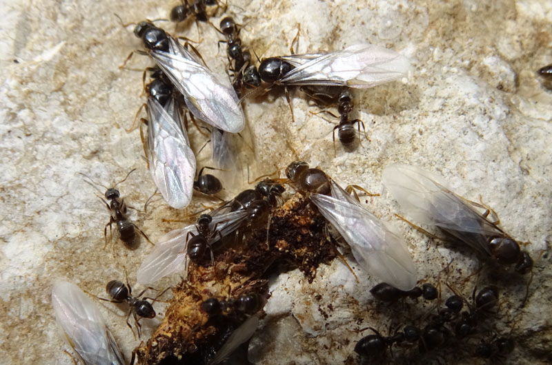 Formiche: Lasius fuliginosus